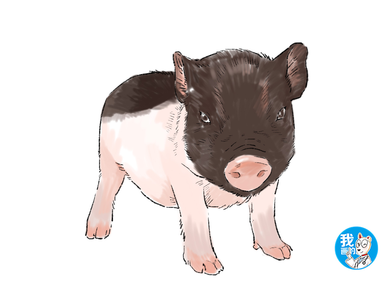 小香猪养到300斤商家表示可以退货,给女儿买的小香猪长到140斤