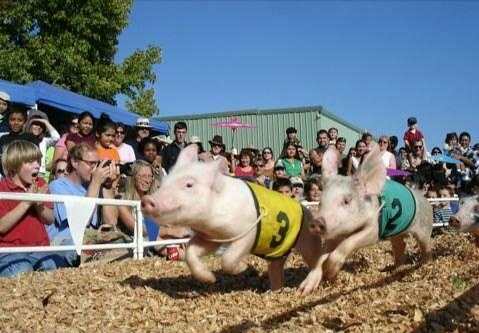 好嗨呦网红游乐场团购,海口邦邦熊主题乐园共享农庄