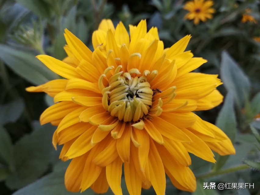 黑心金光菊和全缘金光菊的区别,黑心金光菊雌雄同株还是雌雄异株