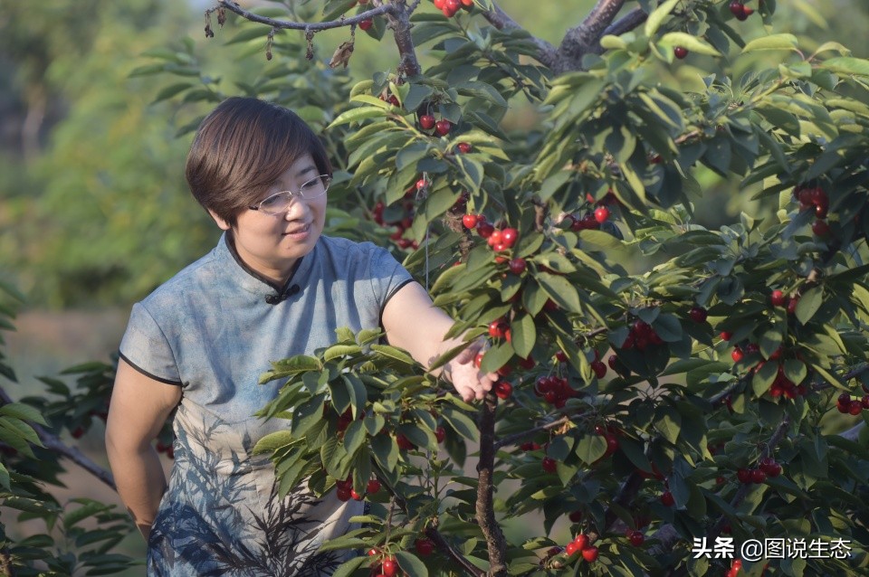 山海关:一沟大樱桃换来半坡别墅
