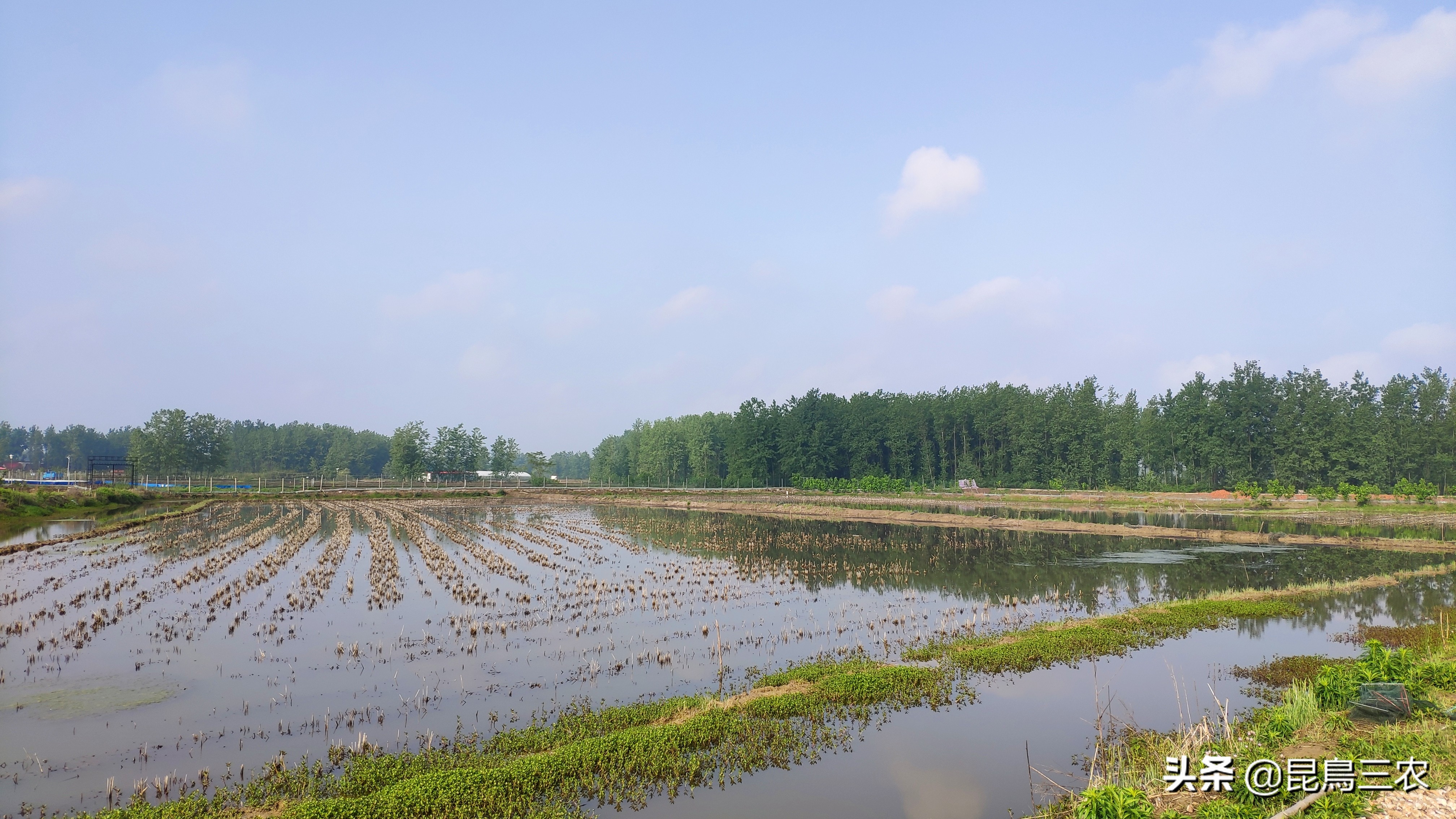 如何促进小龙虾快速蜕壳,怎么样才能让小龙虾顺利脱壳