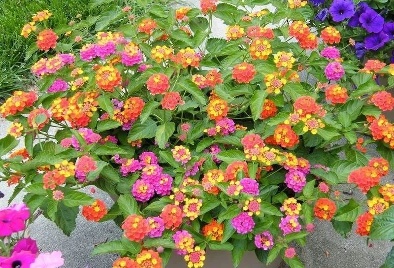 适合室内不怕晒的植物,适合潮湿环境养的植物