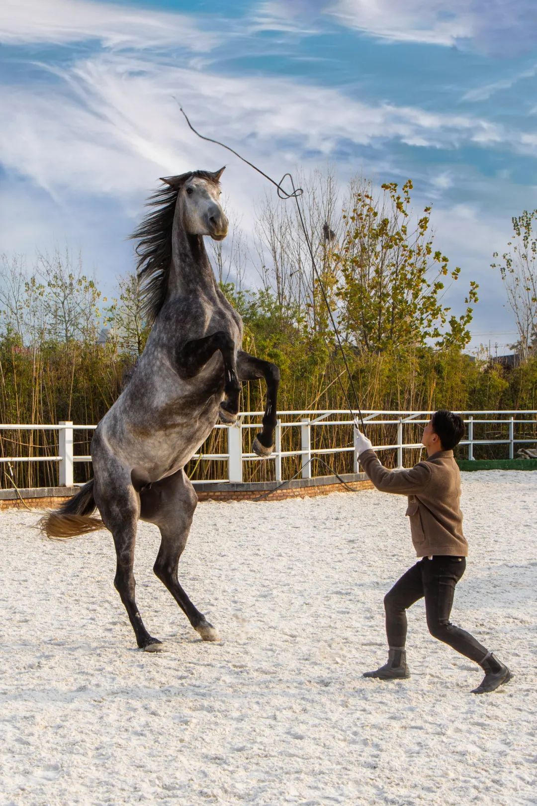 马匹的疾病,马匹疾病