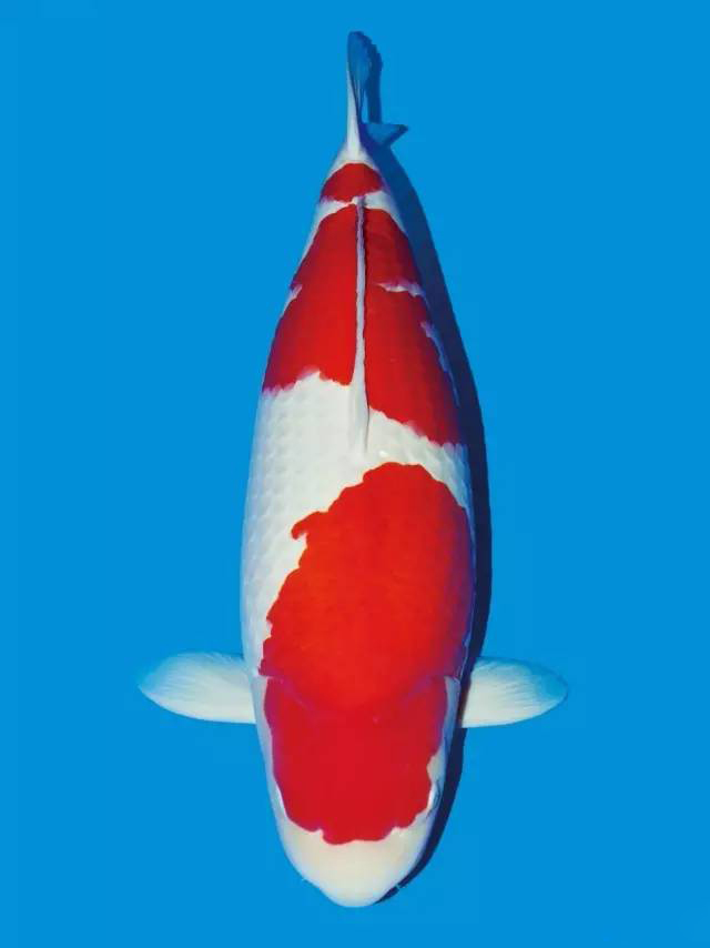 锦鲤沉底不吃食什么原因,锦鲤快速游动又蹭缸怎么回事