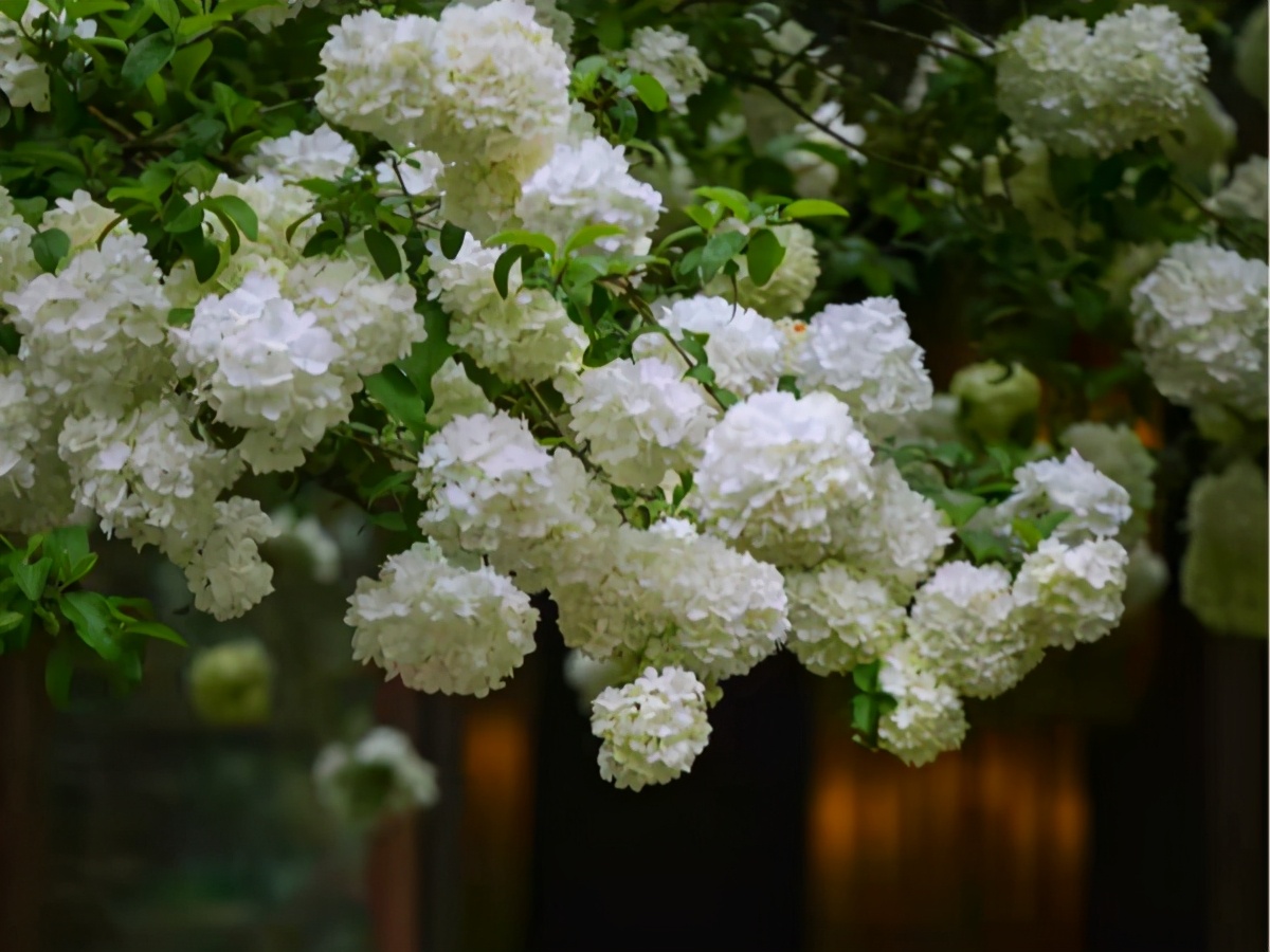 琼花开在什么地方,琼花盛开的地方