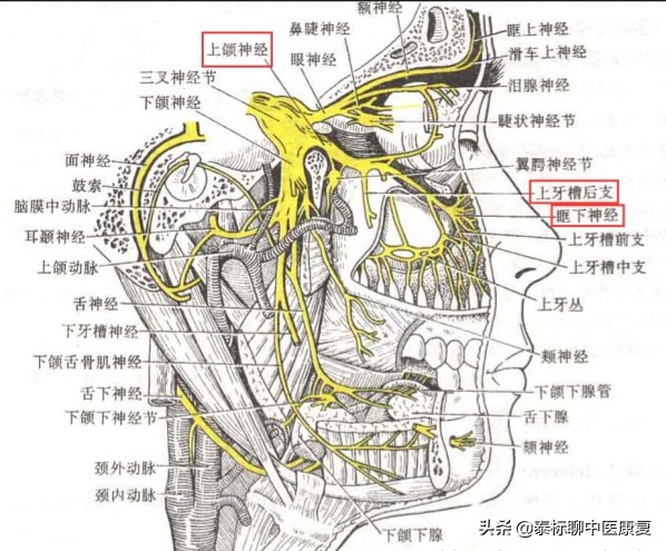 过敏性鼻炎针灸疗法穴位,鼻炎针刀