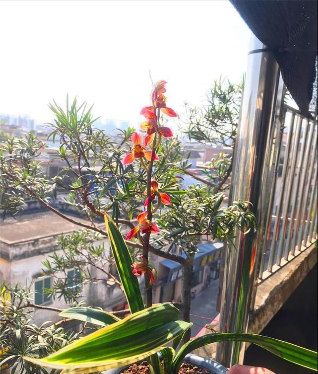 这种顶级红素，好养又好看，便宜又高雅，让人百看不厌