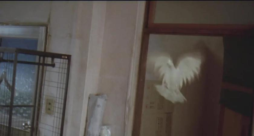 小混混爱上单纯女,残疾男人爱上智障女孩