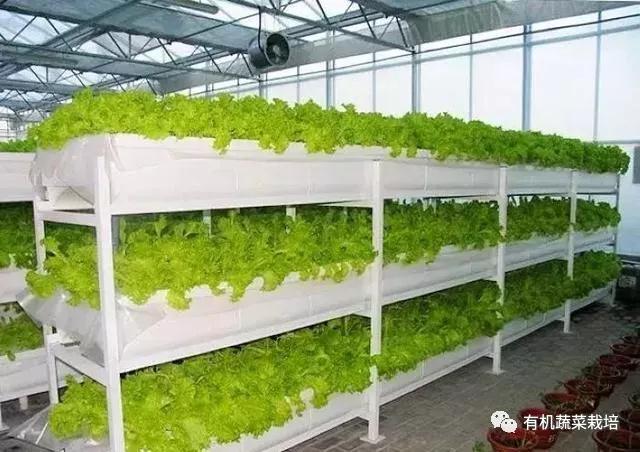 水培蔬菜种植的基础知识,水培蔬菜家庭版水培生菜