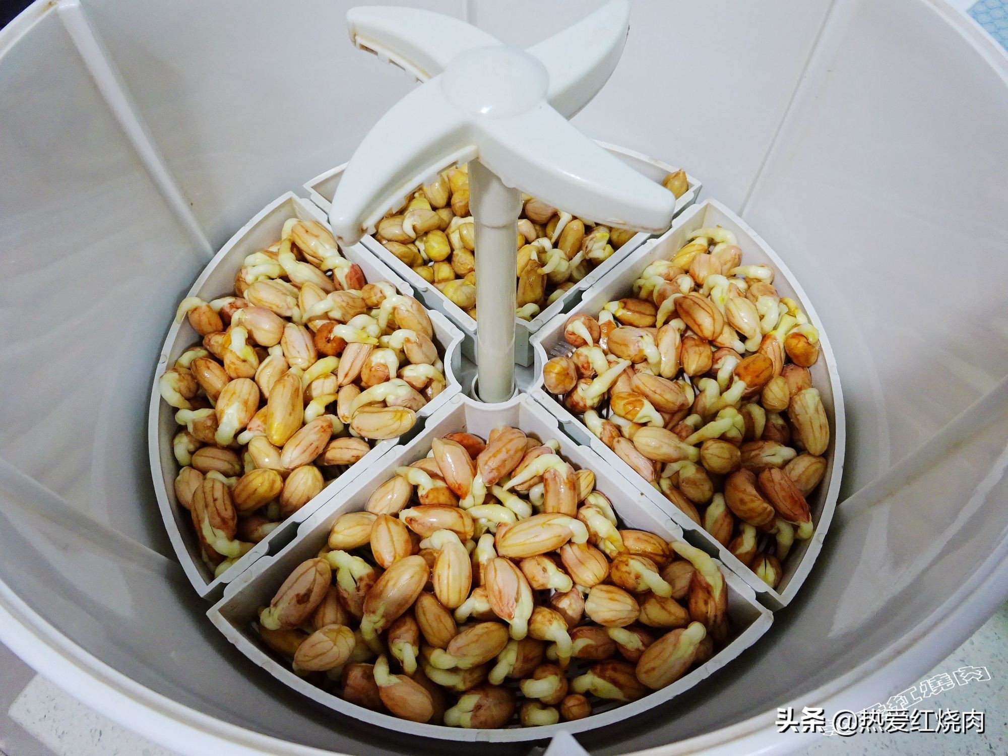 花生芽容易买得到吗,花生做花生芽