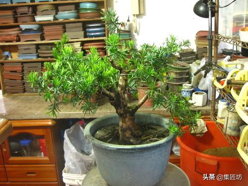 雀舌罗汉松小盆景造型,雀舌罗汉松造型制作视频