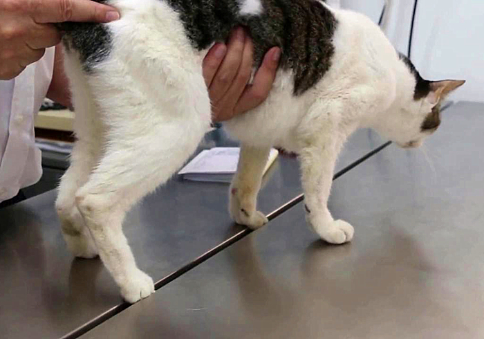 猫吃什么食物增肥最快,猫太瘦了怎么增肥最快