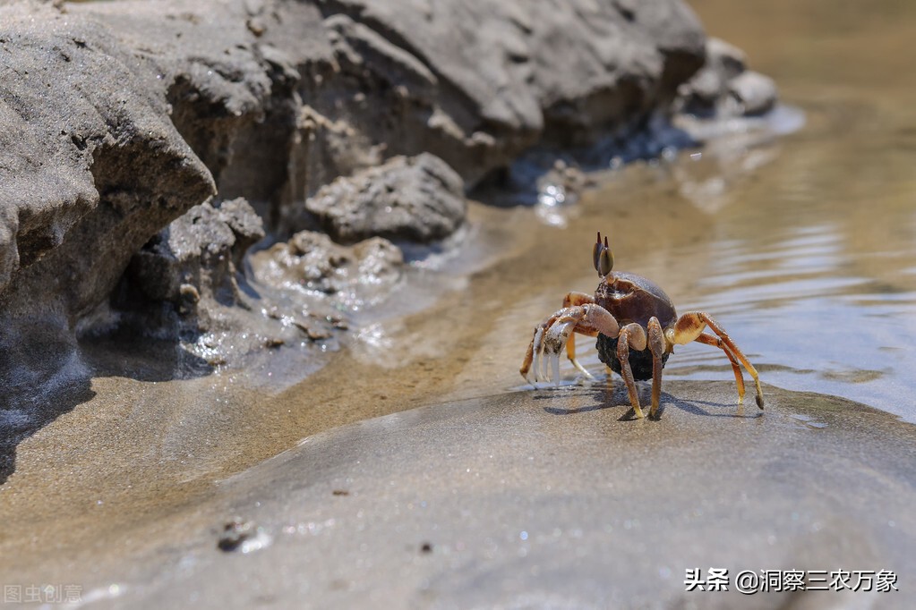 小螃蟹怎么养成巨大螃蟹,小螃蟹怎么养