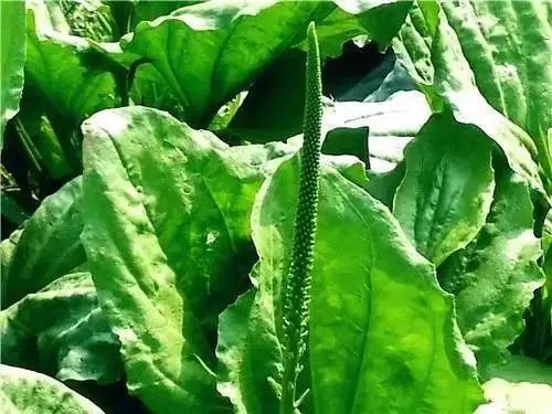 农村常见野花野草,这些野菜农村随处见