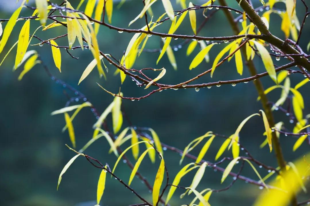处暑后秋高气爽，养生重在这几点，防大风、栽白菜、远离疾病