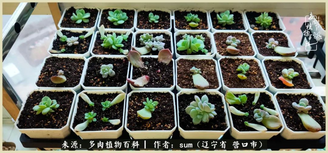 养多肉是一个很治愈的过程,养多肉是一种爱