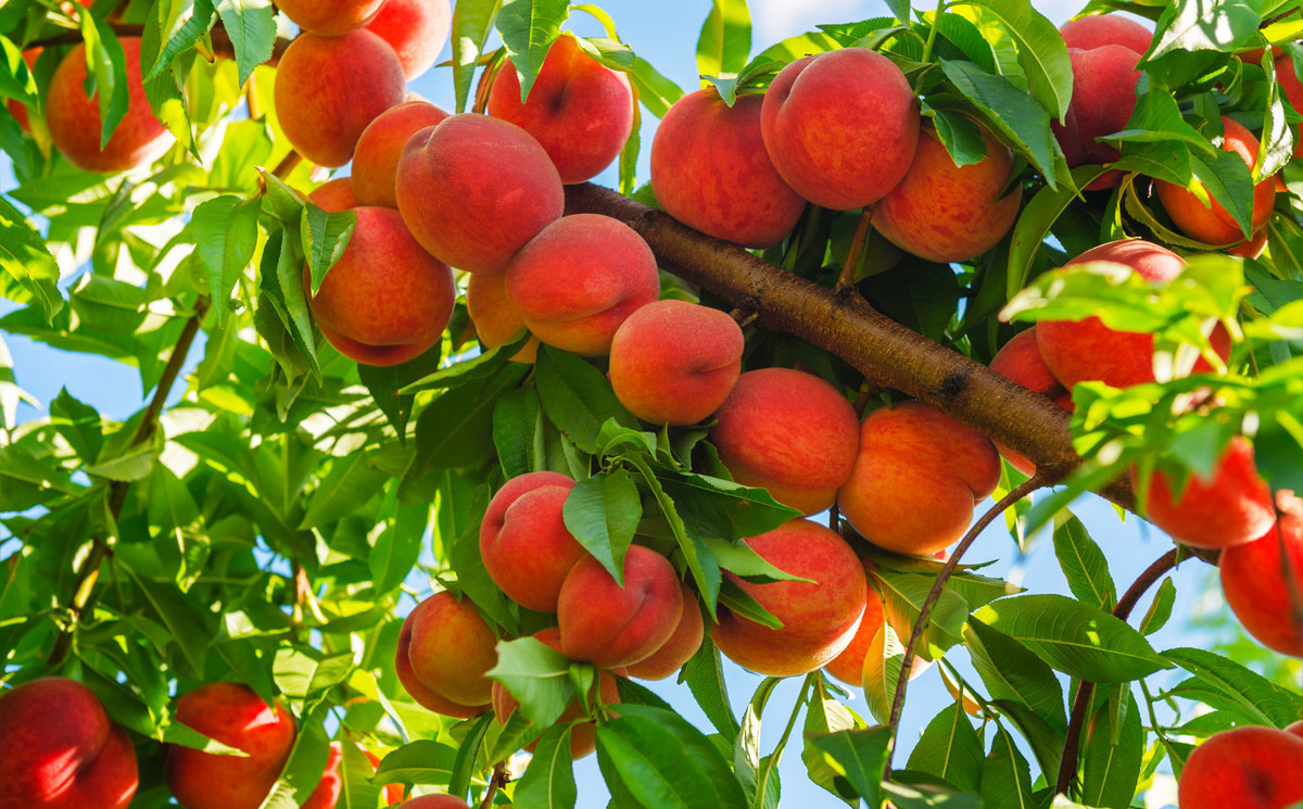 桃树生虫怎么预防,桃树地长草桃树生虫