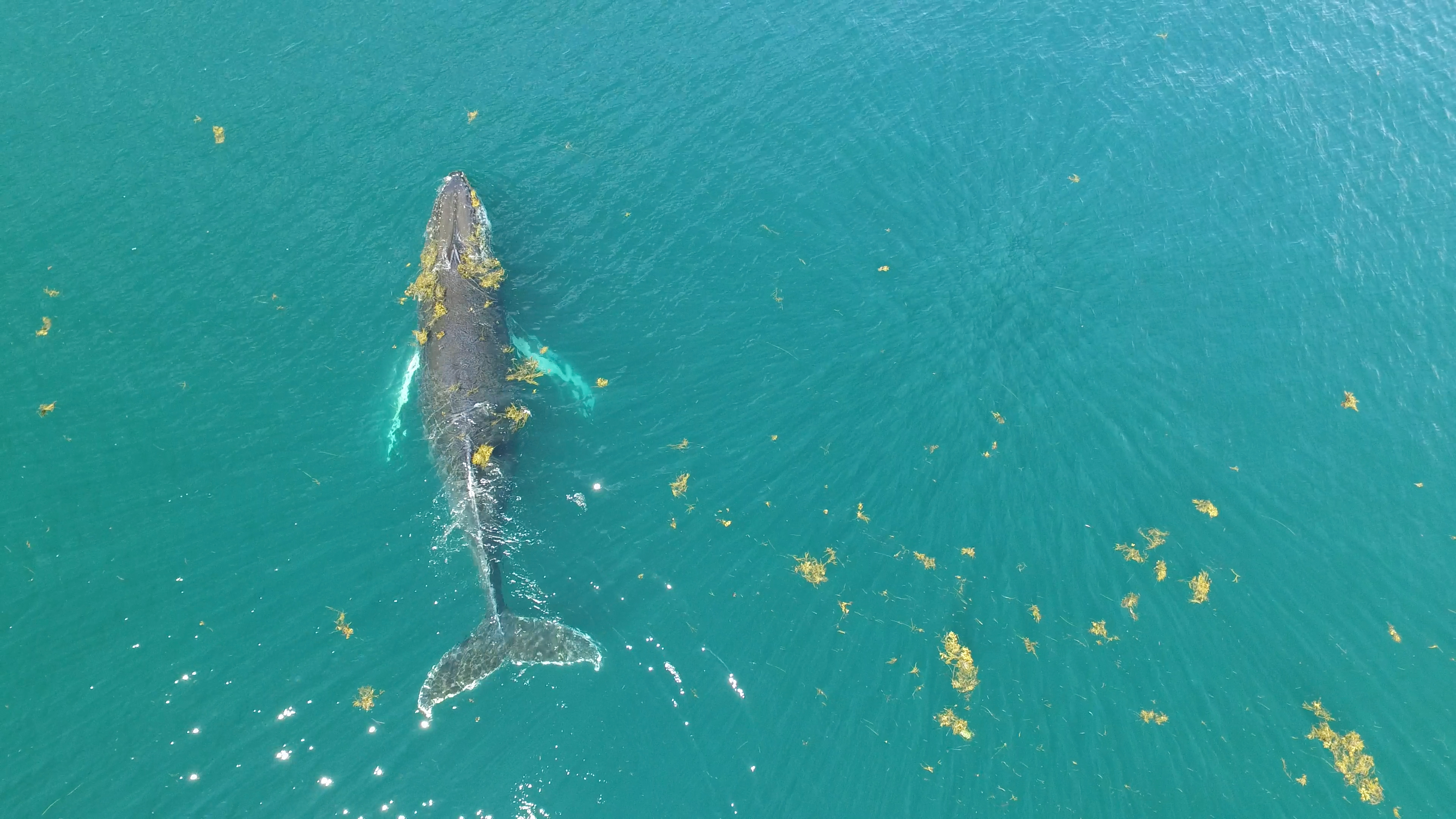 马尾藻海为什么是最清澈的海,马尾藻海为什么没有海岸