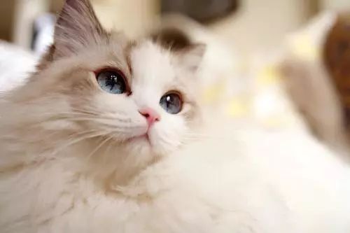 幼猫打疫苗和驱虫可以同时进行吗,猫猫驱虫和打疫苗可以同时进行吗