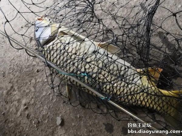 疯钓鲫搭配,疯钓鲫本味单开效果怎么样