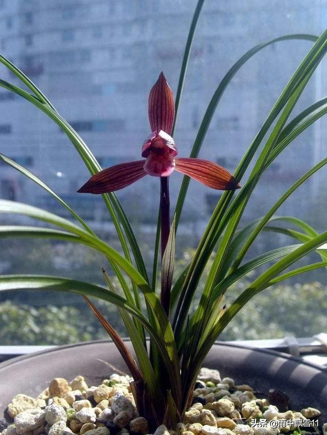 兰花怎么养才能一年四季开花,兰花开花后养殖方法和技巧