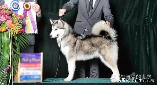 土狗的优势,土狗的三个基本行为