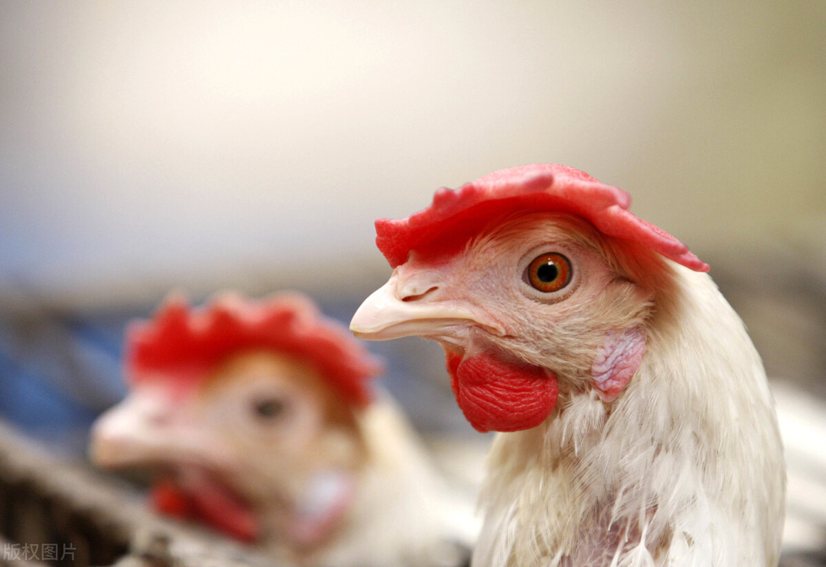 今日冷鲜鸡价格,今日鸡冻品价格