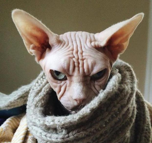 养一只无毛猫会怎么样,无毛猫是不是容易受伤