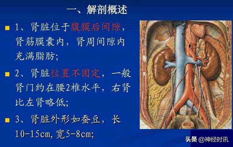 肾脏输尿管膀胱前列腺结构,肾输尿管膀胱解剖示意图