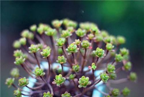 多肉早安图片大全,多肉大全100图