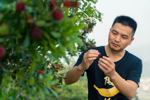 鲜丰水果升龙又一城店,鲜丰水果打造百城万店