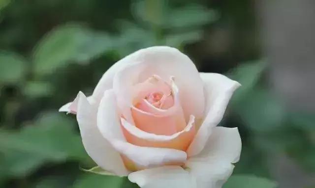 4000种不一样的玫瑰品种大全,100种玫瑰品种图鉴大全