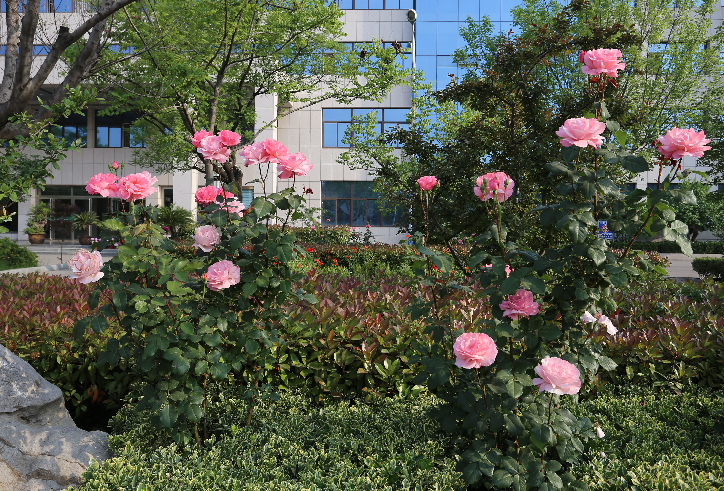 鲜花盛开的五月里满院馨香沁心扉—赵伟摄影、撰文