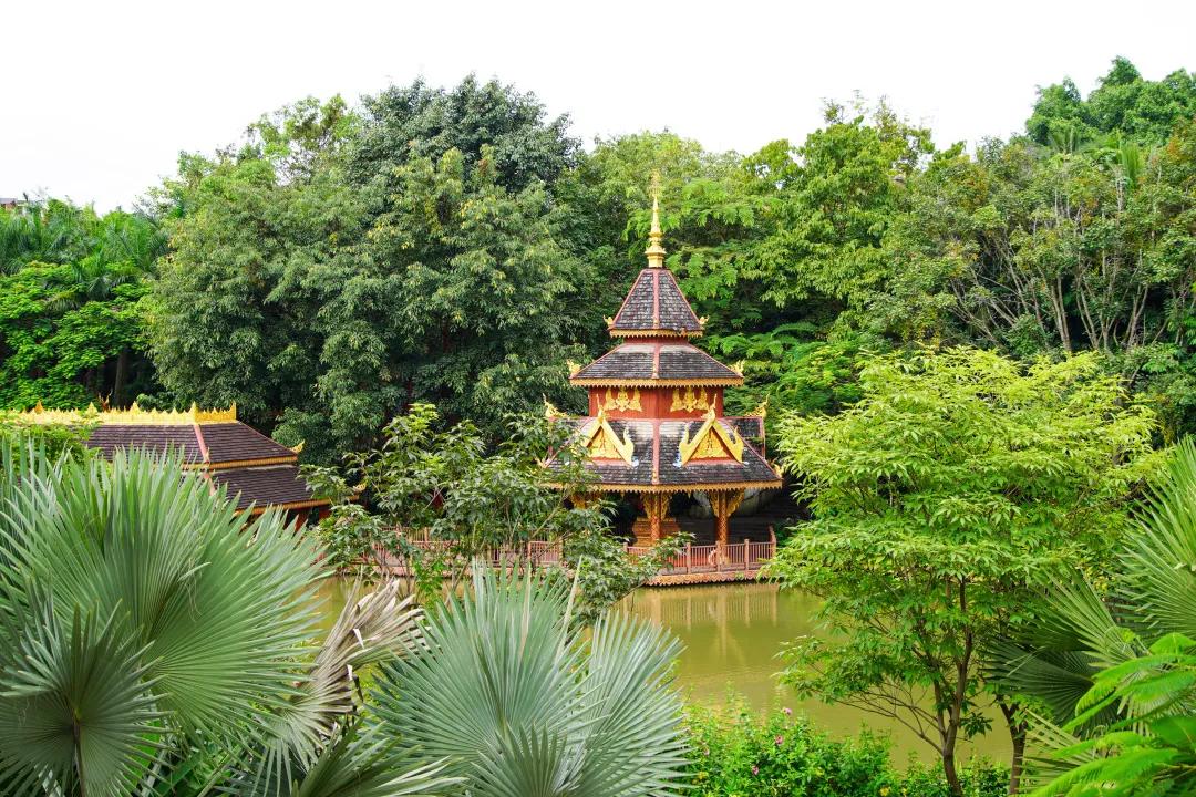 打卡中老铁路,曼听公园网红打卡景点