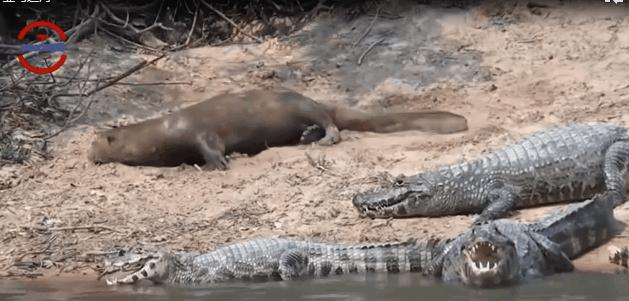 亚马逊河食人鱼多可怕,亚马逊河食人鲶被吊起来