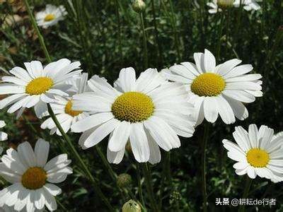 定了！2020年生物源农药发展新方向