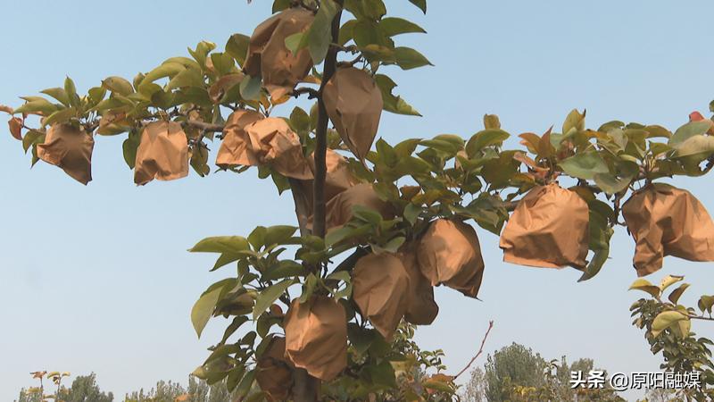 千亩晚秋黄梨图片,原阳县晚秋黄梨