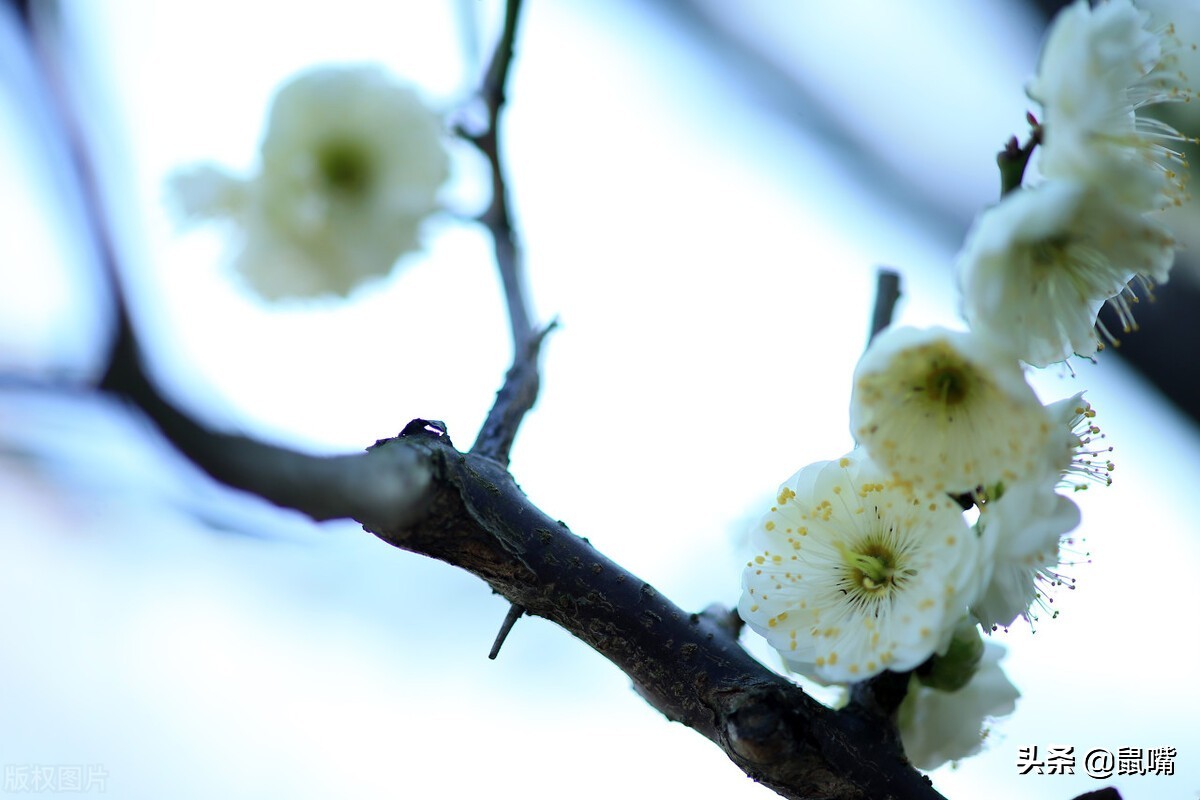 列子原文及译文朗读,列子杨朱篇译文