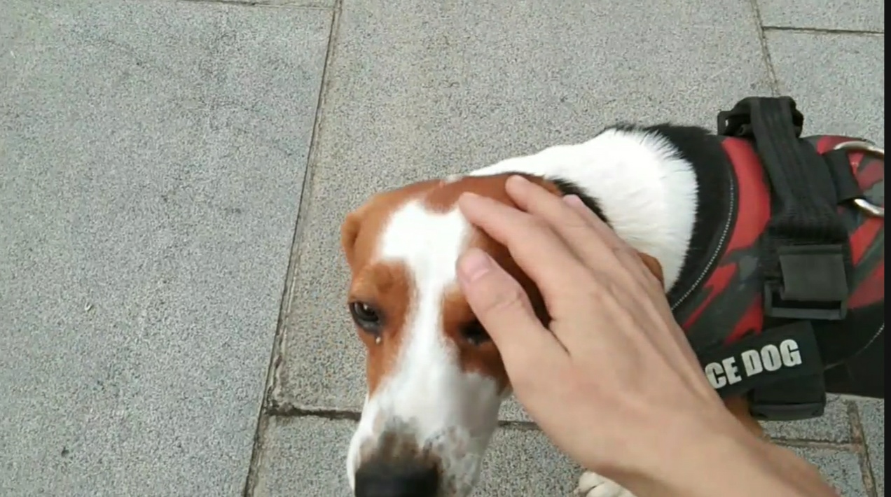 养比格犬好玩吗,比格犬适合新手养吗