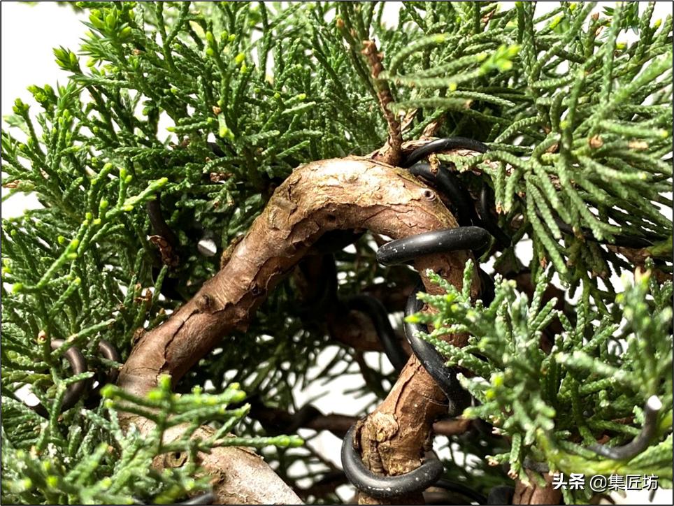 真柏出现针叶干枯失去光泽,济州真柏针叶发白不绿干瘪怎么办