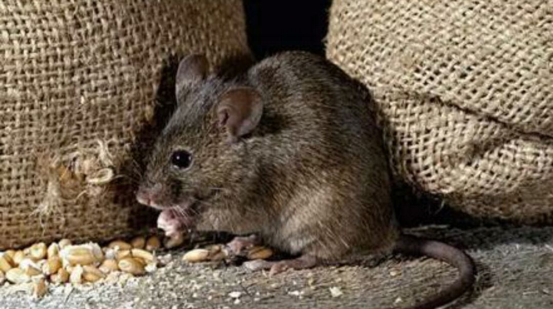 鼠害防治的有效方法,鼠害防治知识培训考核常态化制度