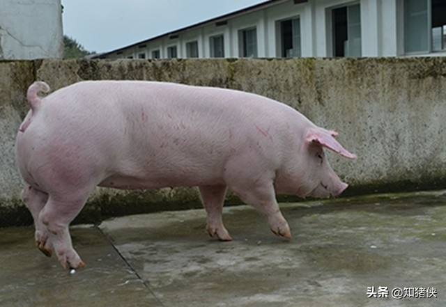 二元母猪和原种猪有什么区别,二元母猪下的猪是什么品种