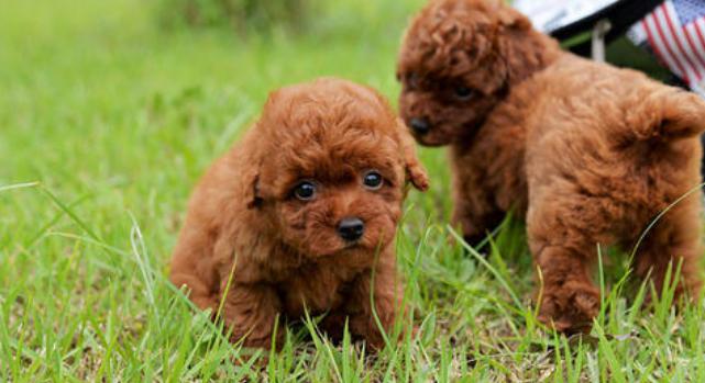 训练泰迪犬的“黄金时期”，主人不要错过了，教几次它就会了