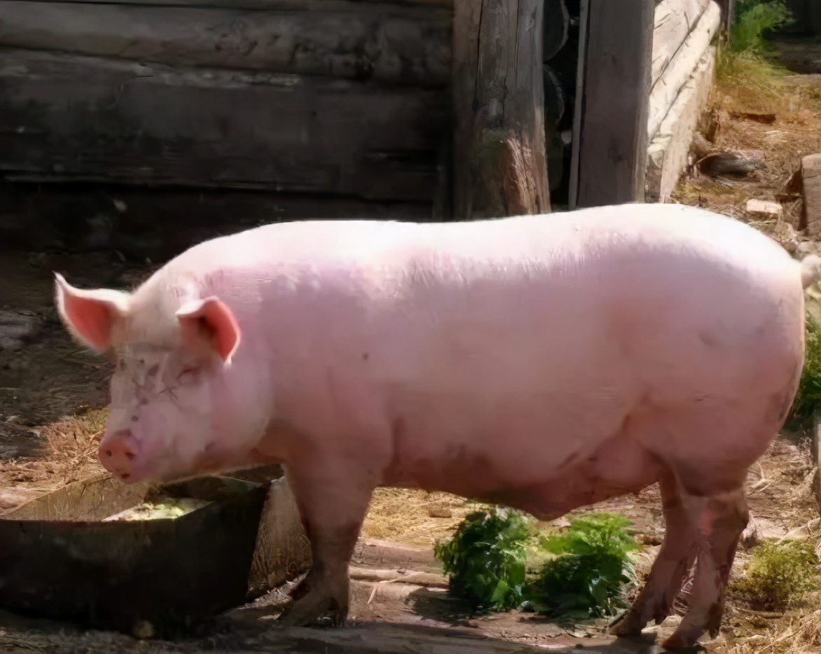 猪病了猪吃食呕吐是怎么回事,猪呕吐怎么回事怎么治疗