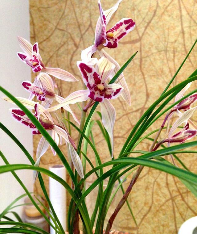 当下比较值钱的兰花有哪几个品种,有价值的兰花品种排名前十