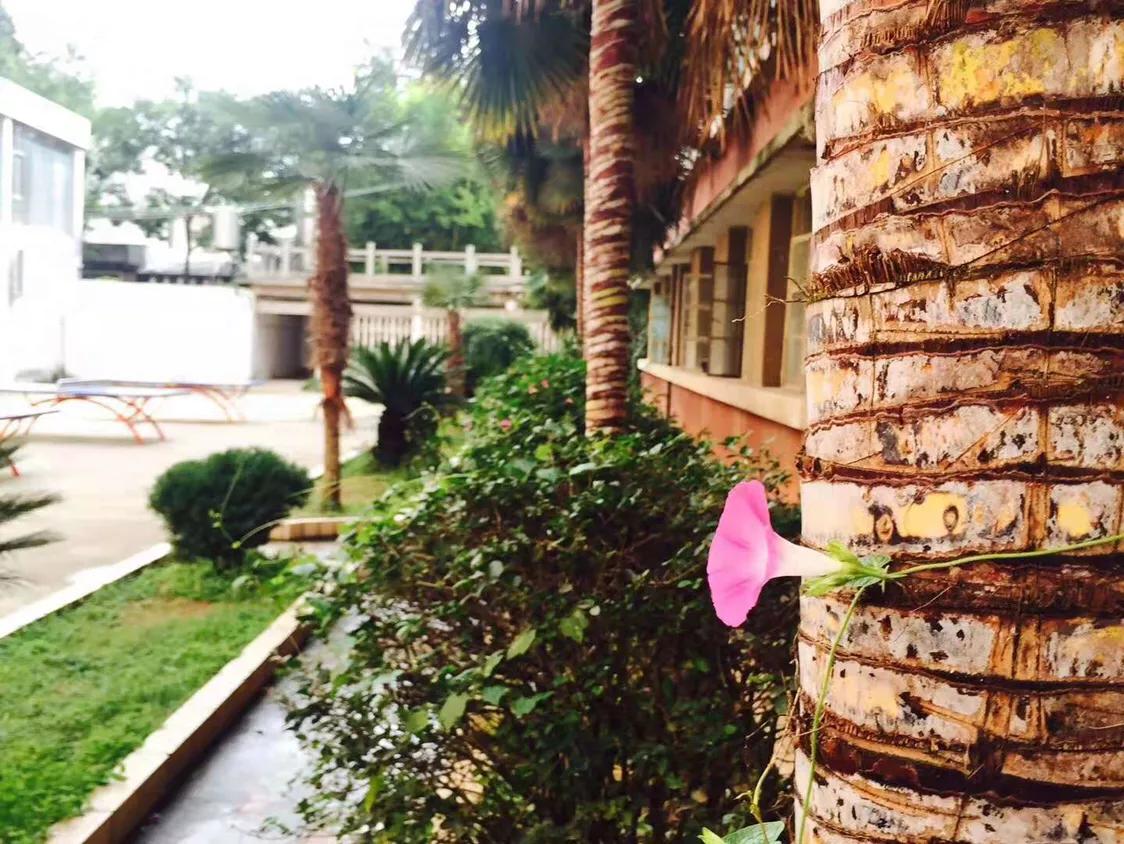 美丽的牵牛花故事,美丽的牵牛花视频