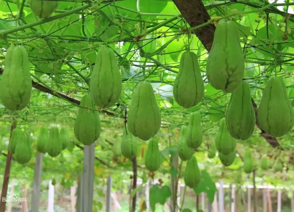 @吃瓜群众这款“佛系瓜”健脾开胃、祛风解热，甚至还能提高智力，全身都是宝！