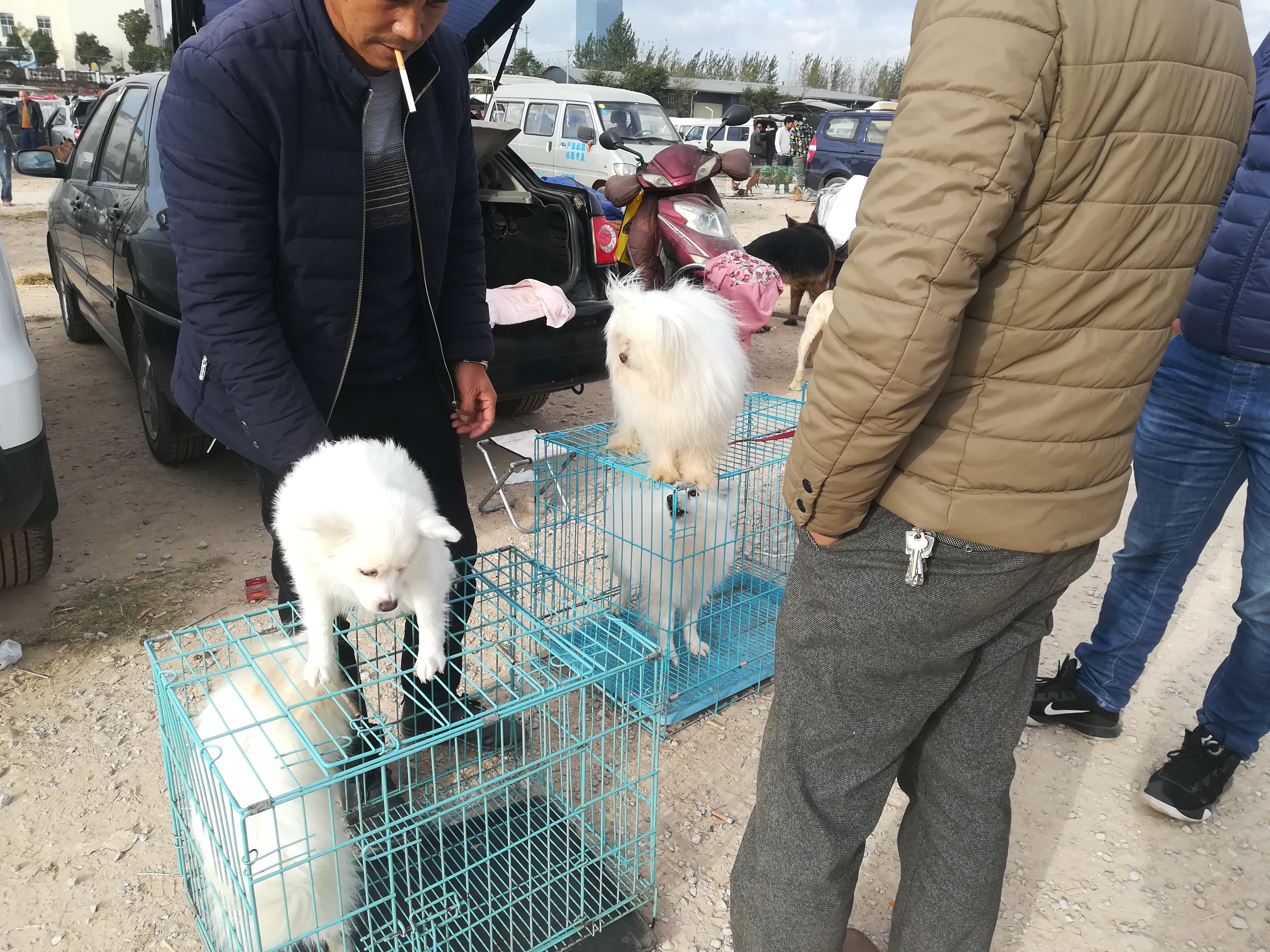 大型犬跟博美差不多,北京犬和斗牛犬生出来的后代