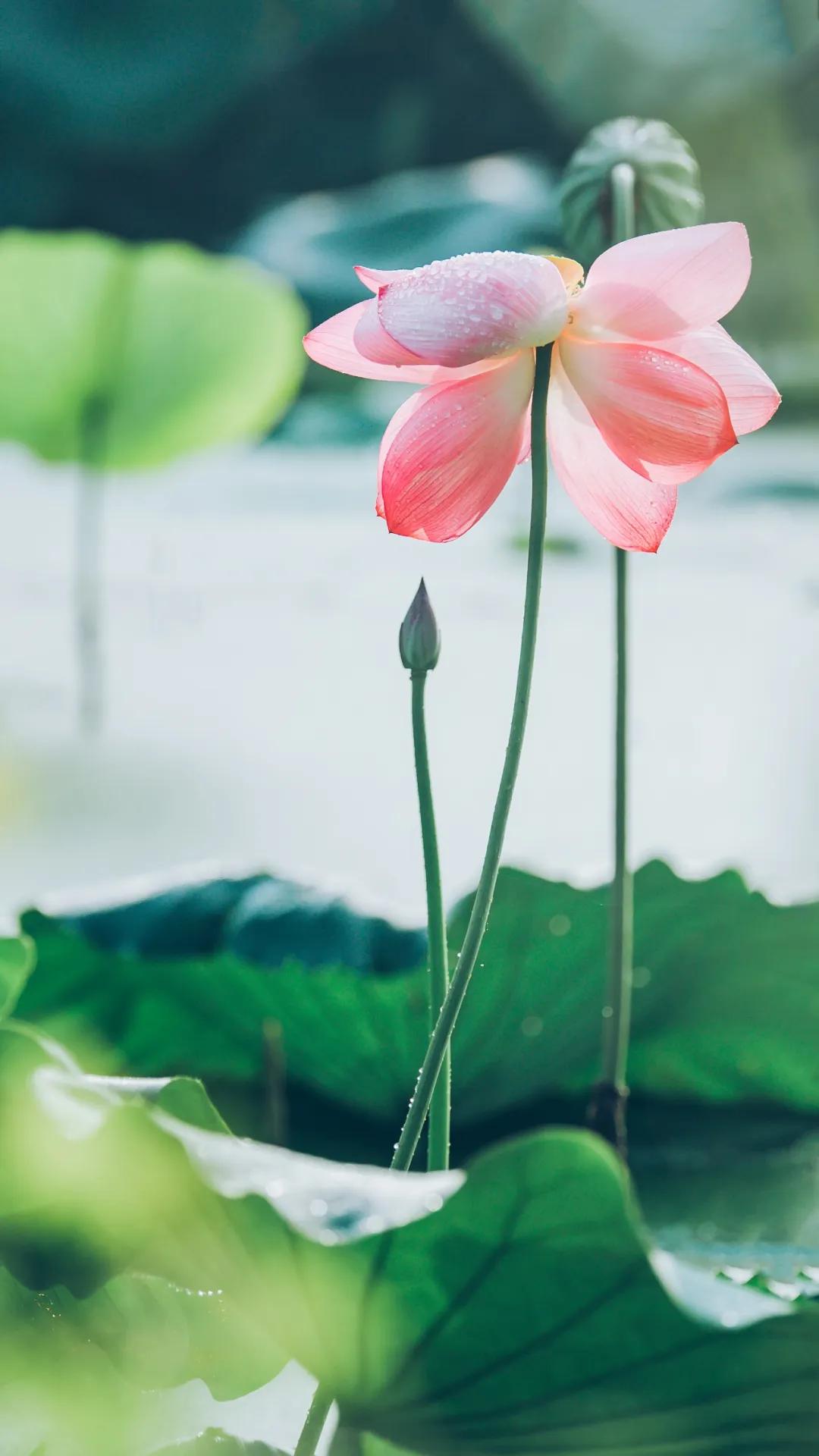 十首著名的荷花诗莲花别样红,最有韵味的荷花十首诗词