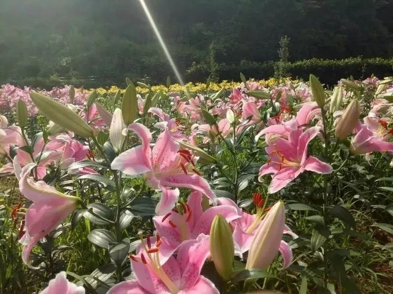 农村小伙回家创业种葡萄,农村小伙回家创业种甘蔗